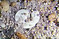 Thumbnail for version as of 20:52, 12 November 2006