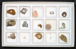 fossil collection kits