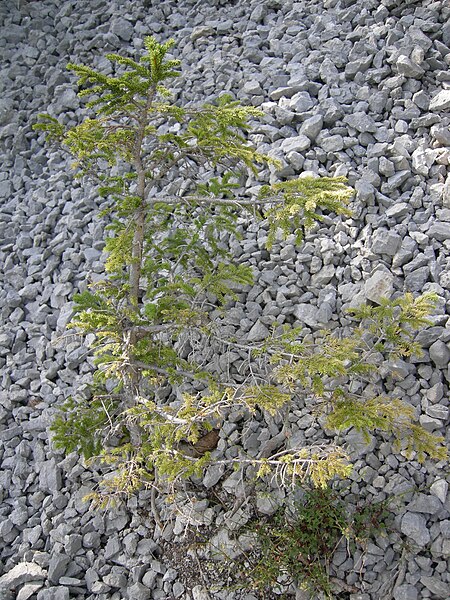 File:Melisce Begunje Zijavka 08.JPG