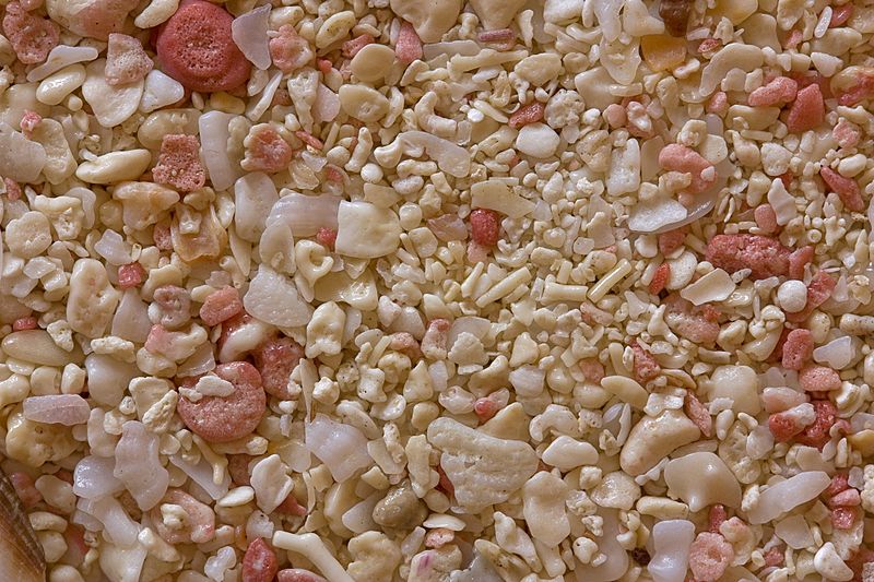 File:00290 IMG 6291 037 Bermuda coral sand 32 mm.jpg