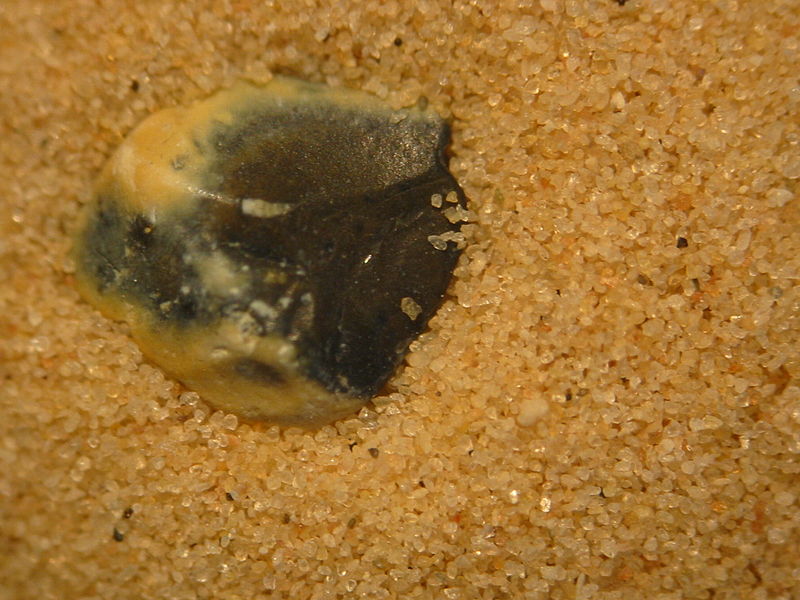 File:Differences in the size of sand.jpg