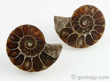 Ammonite