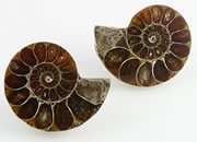Ammonite