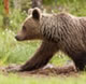 grizzly bear