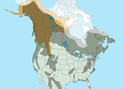 Bear Map