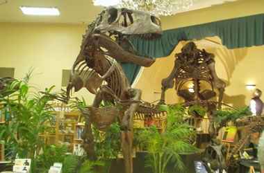 Black Hills fossils