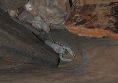 cave crayfish
