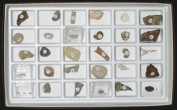 Fossil Collection