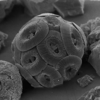 Coccolithophore