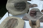 Denver Mineral Show