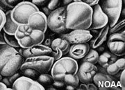 Diatom Ooze