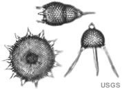 Diatom
