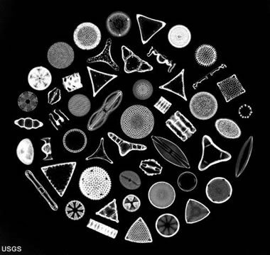 diatoms
