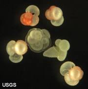 Foraminifer