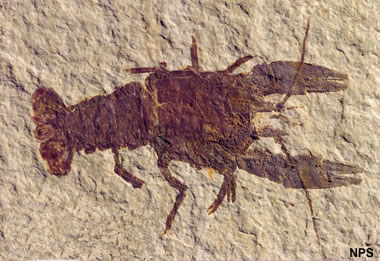 Green River fossil crayfish
