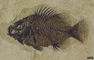 Green River fossil fish: Cockerellites liops