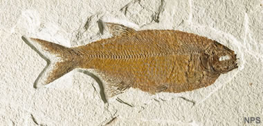 Green River fossil fish: Mooneye