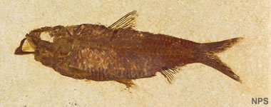 Green River fossil fish: Knightia eocaena