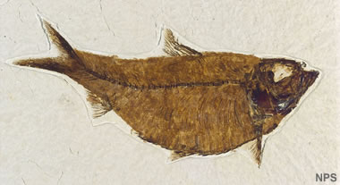 Green River fossil fish: Knightia alta