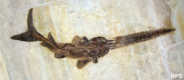 Green River fossil fish: Crossopholis