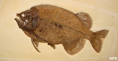 Green River fossil fish: Phareodus encaustus