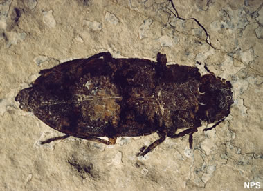 Green River fossil beetle: Buprestidae