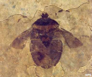 Green River fossil insect: Hemiptera species