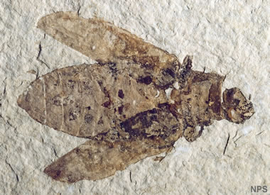Green River fossil beetle
