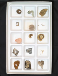 Fossil Kit