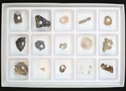 Fossil Kits: