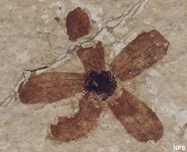 Green River fossil flower