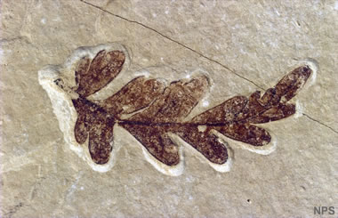 Green River fossil leaf