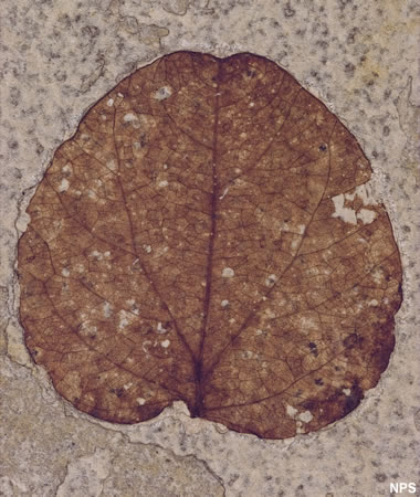 Green River fossil plant