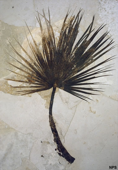 Green River fossil palm