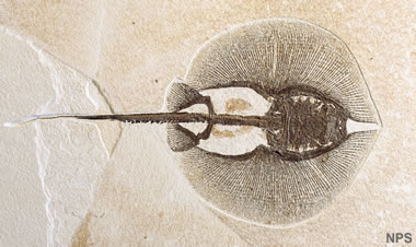 Green River fossil stingray