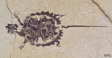 Green River fossil turtle