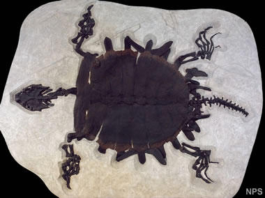 Green River fossil turtle