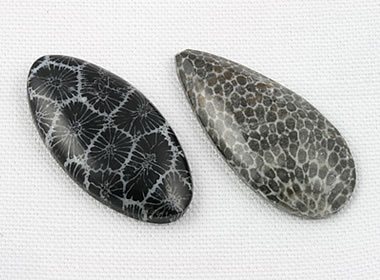 Fossil Coral