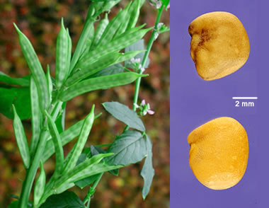guar beans