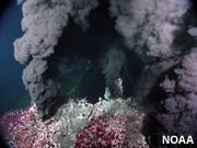 Hydrothermal Vent