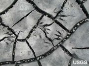 desiccation cracks