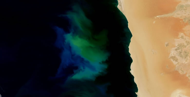 Phytoplankton Bloom