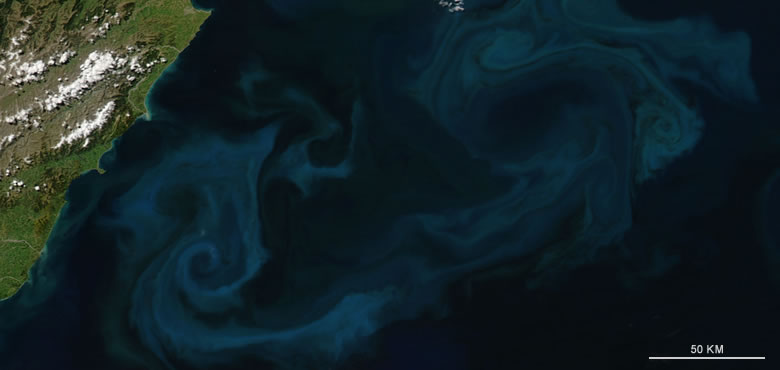 Phytoplankton Bloom