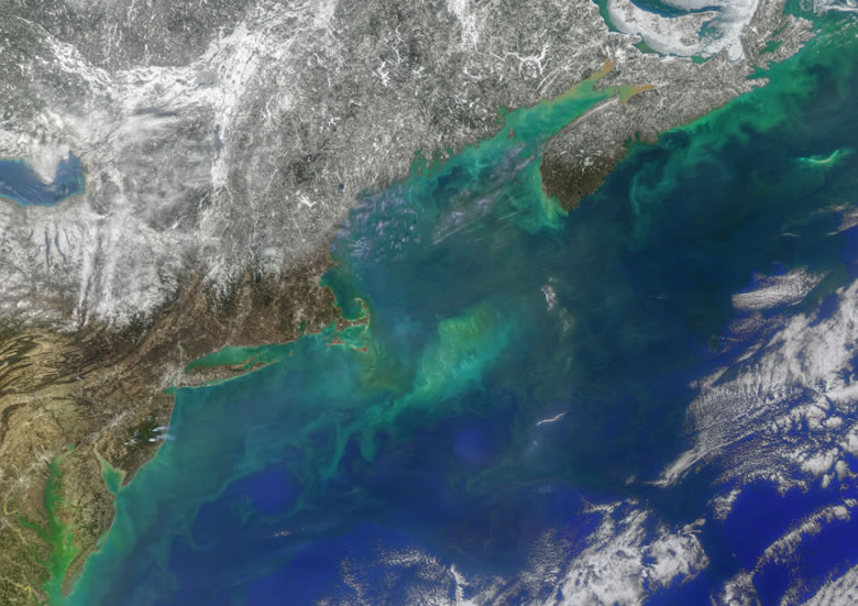phytoplankton blooms off the cost of eastern North America