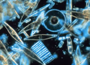 Phytoplankton