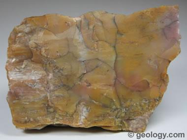Silicified wood