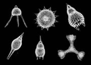 Radiolarian