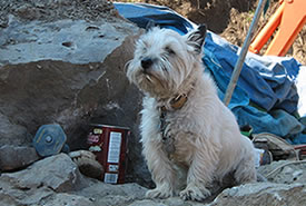Duffy the Rockhound