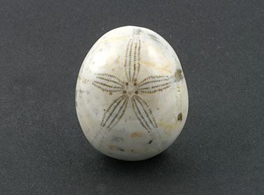 Sand Dollar