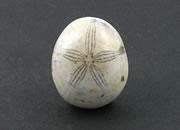 Sand Dollar